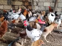 Chickens — photo 4