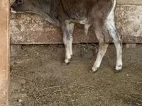 Bull, Alatau breed — photo 3