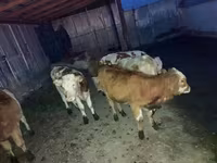 Cattle (batch, sex not specified), Red-spotted breed — photo 3
