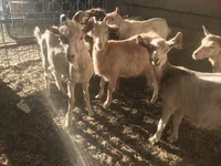Kozel, Saanen goat — foto 4