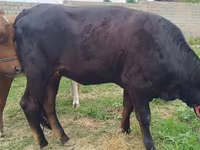 Cow, Simmental cattle — photo 2