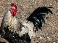 Chickens — الصورة 2