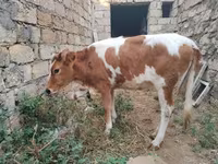 Krowa, Simmental cattle — zdjęcie 5