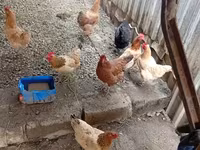 Chickens — Foto 3