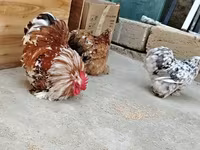 Chickens — photo 5
