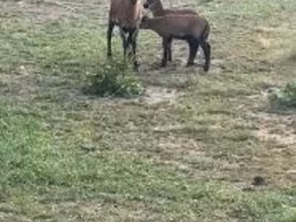 Ovce, Cameroon sheep