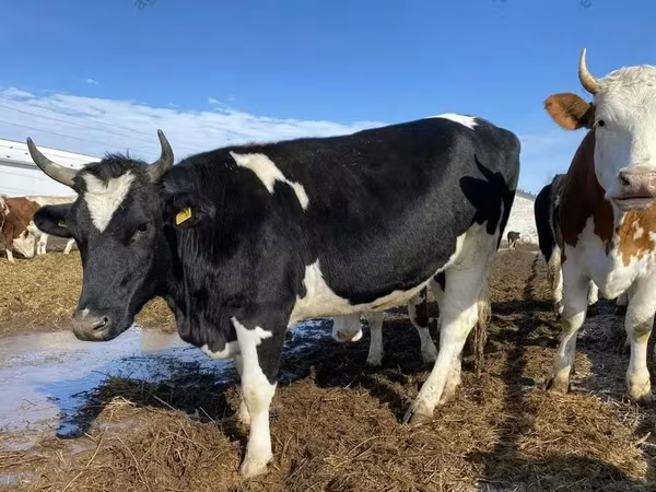 İnək, Russian Black pied cattle