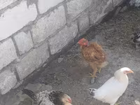 Chickens — photo 5