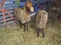 Sheep (batch, sex not specified), Sheep — photo 1
