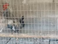 Rod-Aylend Qırmızı — foto 4