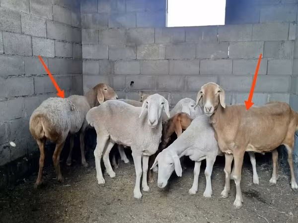 Вівця, Katum sheep