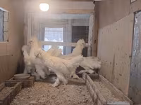 Chickens — photo 4