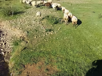 Qoyun, Qoyunlar — foto 1