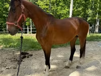 घोड़ी, Dutch warmblood horse — फ़ोटो 6