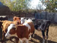 أبقار (دفعة، الجنس غير محدد), Swiss cattle — الصورة 4