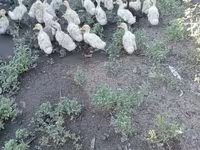 German Pekin — photo 2
