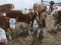 Buğa, Simmental cattle — foto 3