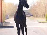 At, Thoroughbred horse — foto 6