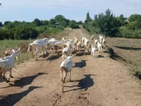 Sheep, Sheep — photo 1