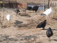 Turkeys — الصورة 5