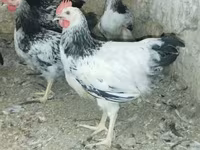 एडलर सिल्वर — फ़ोटो 1