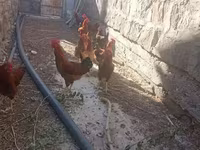 Chickens — Foto 1