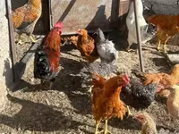 Chickens — Foto 3