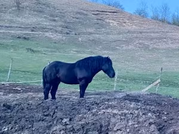 Cavalo, Kabardian horse