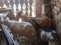 Cabras (lote, sexo não especificado), Cabras — foto 4