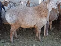 Qoʻchqor, Arashan sheep — 4-rasm