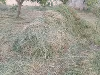 Təzə biçilmış ot və yonca qarışığı - Həyətyanı sahədən bu günlərdə — foto 3
