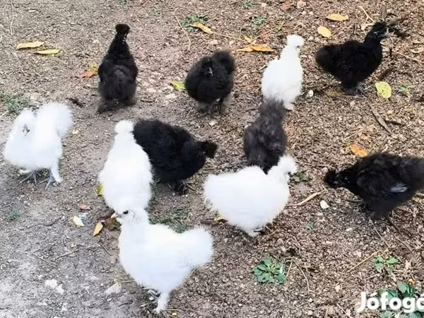 Silkie
