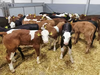 Bovinos (lote, sexo no especificado), Raza Holstein — foto 2