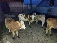 Cattle (batch, sex not specified), Red-spotted breed — photo 2