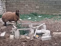 Sheep, Sheep — photo 2
