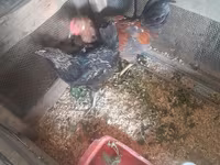 Chickens — الصورة 3