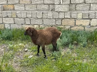 Qoç, Qoyunlar — foto 2