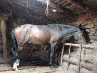 Cavalo, Cavalos — foto 2