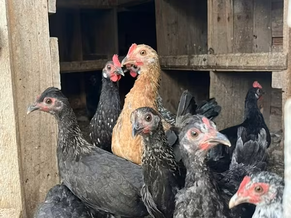 Turkeys