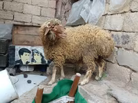 كبش, الأغنام — الصورة 2