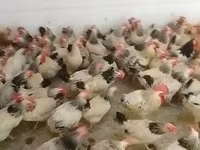 Chickens — foto 3