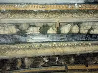 Quails — Foto 1