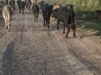 Bull, Cattle — photo 1