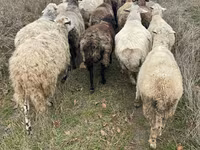 Ram, Sheep — photo 1