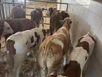 Bull, Simmental cattle — photo 1