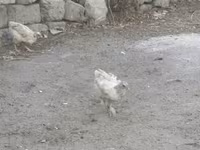 Chickens — Foto 1