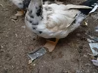 Ev Muskovisi — foto 2