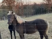 Horse (M), Rocky Mountain Horse — photo 6