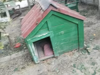 İt yuvası satılır - Material: taxtadan hazırlanmış, möhkəm karkas - — photo 3