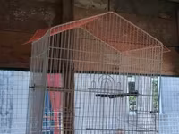 Vatsapla elaqe saxlasyin quslar qefesler Məhsul: Nimfa (Cockatiel) — 照片 4